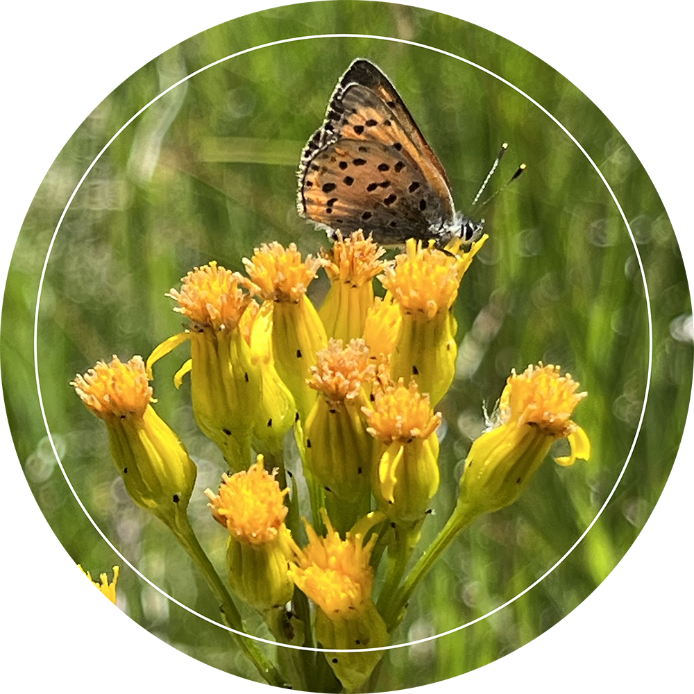 Pollinator and flower