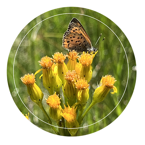 Pollinator and flower