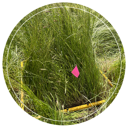 Photo of planted range species for forage production goals djeastburn