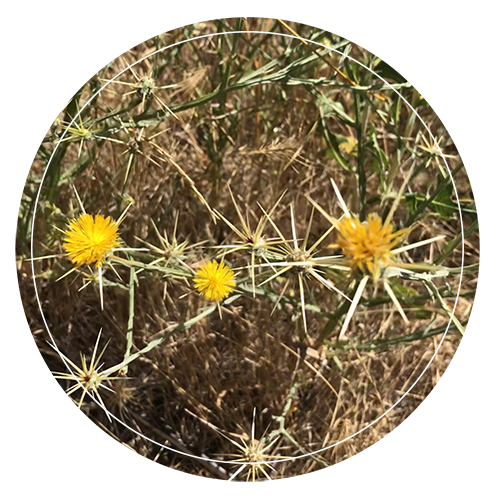 yellow starthistle flowers and spines with dry annual grass background djeastburn
