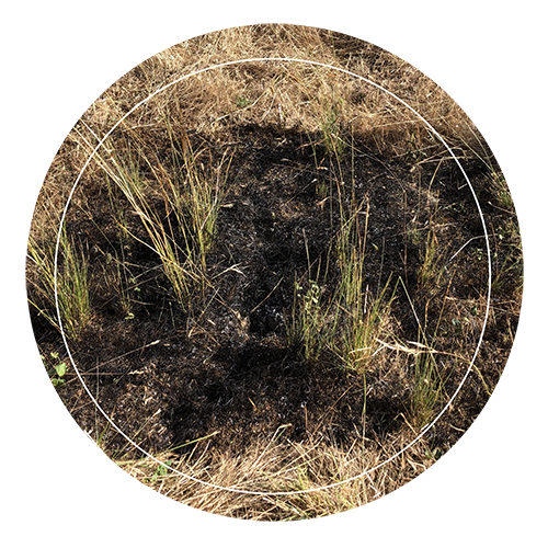 Perennial green grass after experimental burn DJEastburn