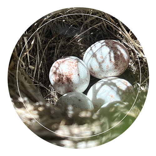 eggs in ground nest_ forest and rangeland djeastburn