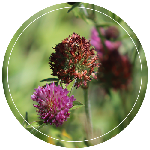 insect crawling on clover flower djeastburn