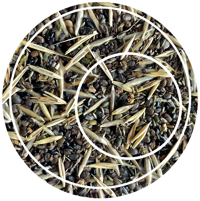 native seeds