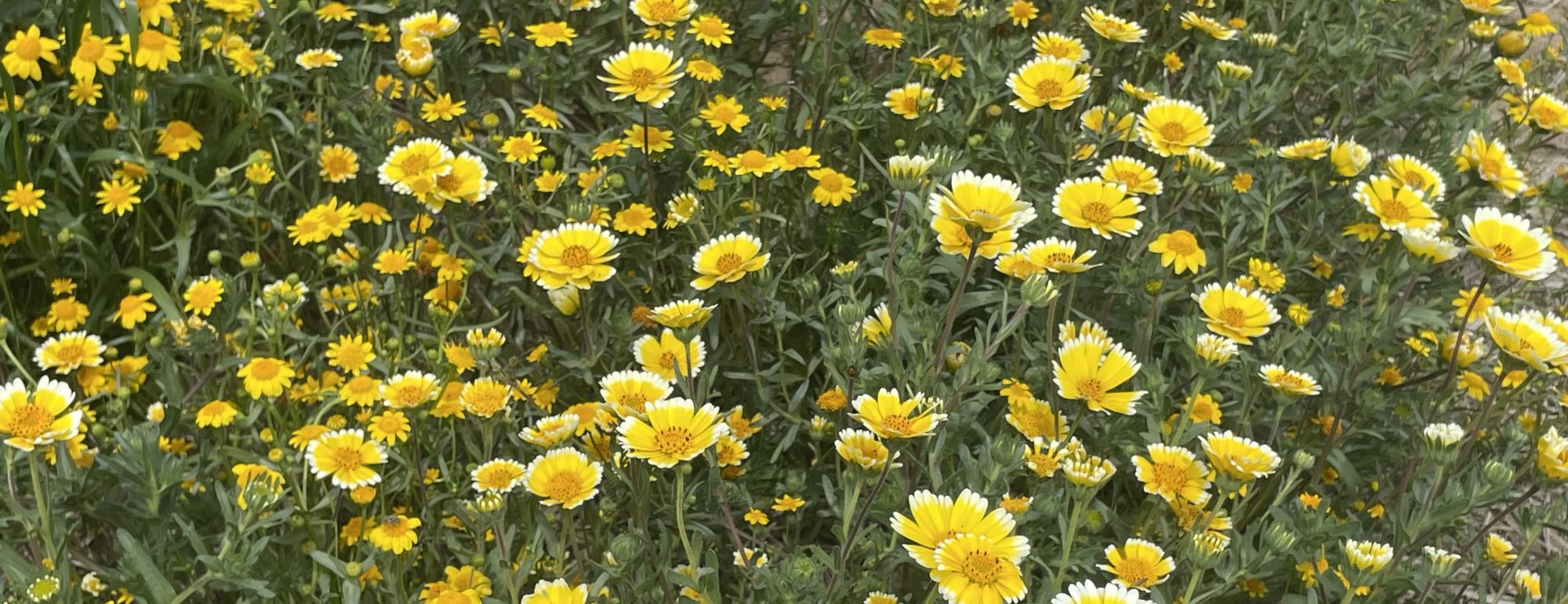Layia flowers